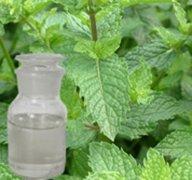 Simple peppermint oil